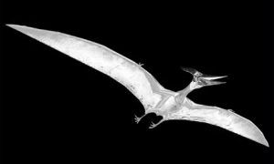 Large Pterodactyl-like creatures have allegedly been seen within the Bridgewater Triangle