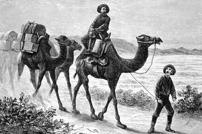 Camels in the Southwest.