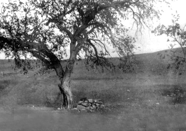 Cottonwood Tree where Lame Johnny was hanged and buried.