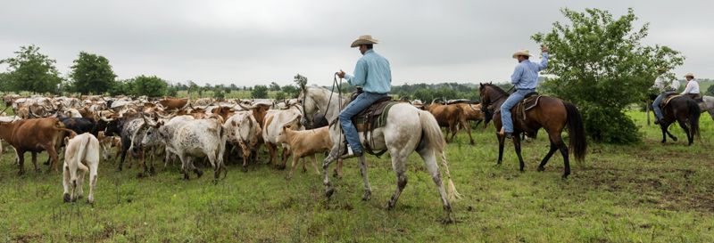 Modern-day cowboys herding longhorn cattle in Texas by Carol Highsmith.