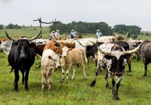 Modern-day cowboys herding longhorn cattle in Texas by Carol Highsmith.