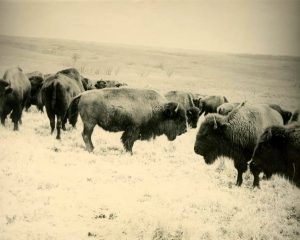 Buffalo herd near Canton, Kansas.