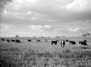Wyoming cattle by Arthur Rothstein, 1936.