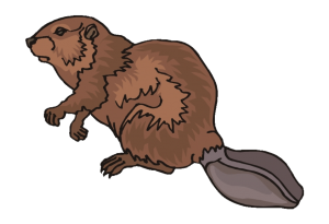 Beaver clipart