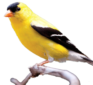 Willow Goldfinch