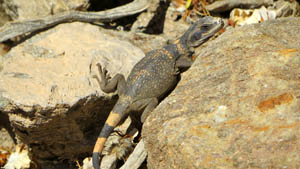 Chuckwalla in Death Valley, California by the National Park Service.