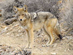 Coyote in Death Valley, California.