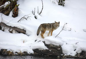 Coyote in the snow by Carol Highsmith.
