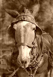 Mule by Walker Evans