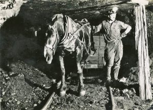 Coal Miner and Horse in West Virginia Mine.