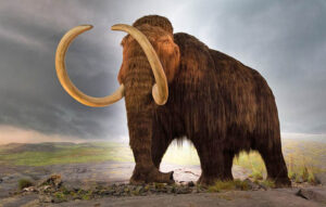 Ice age mammoth, courtesy Wikipedia.