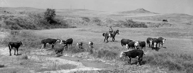 Montana Cattle by Arthur Rothstein, 1936.