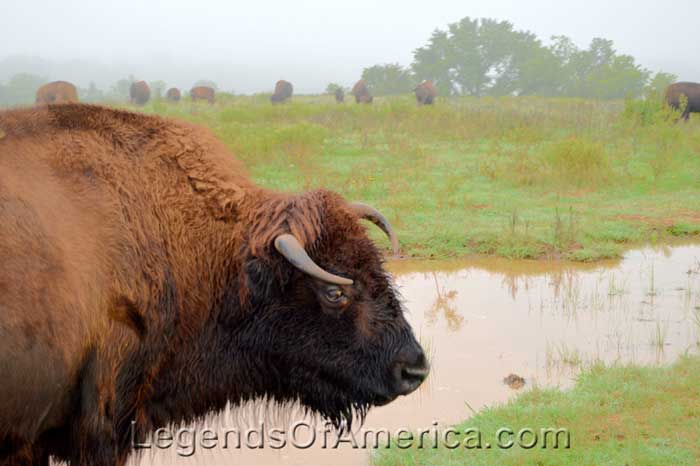 Pawnee Bill Ranch Buffalo