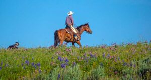 Tending cattle in Montana