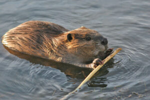Beaver in New York City.