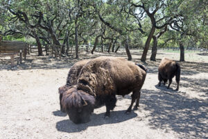Buffalo, or American bison, at the Enchanted Springs Ranch, a working ranch in Boerne, Texas by Carol Highsmith, 2014.