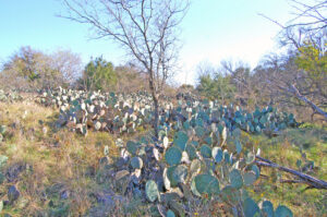 Fort Richardson, Texas landscape.